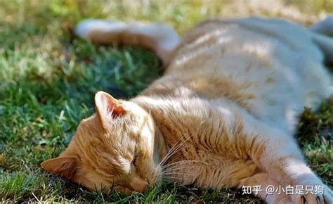 猫死了|猫咪死后不能埋，铲屎官应该要知道